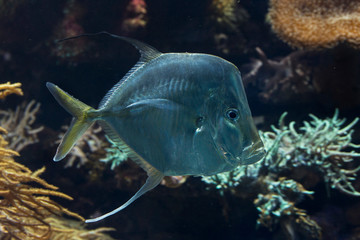 The  Lookdown (Selene vomer) in aquarium.