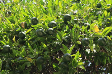 Dark green tangerines on tree in Malaga, Andalusia, Spain.