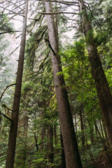 Fototapeta premium trees