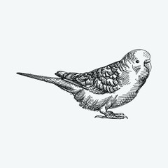 Hand-drawn sketch of a parrot on a white background. Domestic animal. Home pet. 