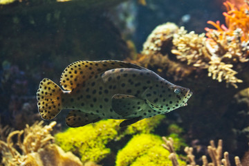 Humpback grouper, panther grouper,  barramundi cod (Cromileptes altivelis).