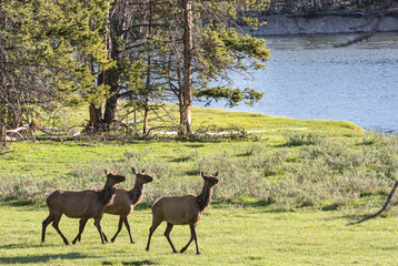 Wildlife running by lake elk