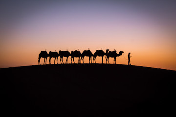Fototapeta na wymiar Atardecer con camellos