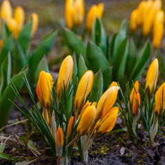 Сrocus yellow in bloom in spring garden