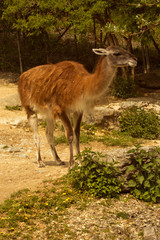 The Guanaco (Lama guanicoe) in zoo.