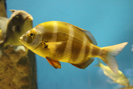 Striped Redbanded Seabream (Pagrus Auriga) in an aquarium.