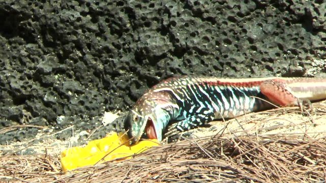 Leiolepis belliana is a bright wild lizard eats ripe mango. Bright multi-colored reptil
