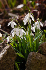 Snowdrop or common snowdrop (Galanthus nivalis) flowers