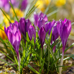 Purple flower of crocus, plural crocuses is a genus of flowering plants in the iris family.  Beautiful purple crocuses in spring garden