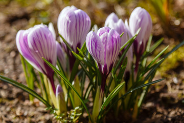 Beautiful purple and white crocus flowers in spring garden. Growing early-flowering bulbs in the garden