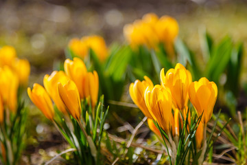 Yellow flower of crocus, plural crocuses is a genus of flowering plants in the iris family.  Beautiful yellow crocuses in spring garden