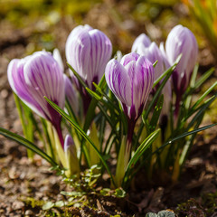 Beautiful purple and white crocus flowers in spring garden. Growing early-flowering bulbs in the garden