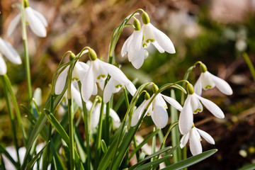 Flowers of snowdrop on a Sunny spring day. Сommon snowdrop (Galanthus nivalis) flowers in natural...