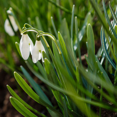 Flowers of snowdrop on a Sunny spring day. Сommon snowdrop (Galanthus nivalis) flowers in natural...