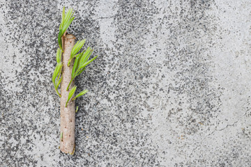 environmental awareness metaphor, small piece of branch with green leaves chopped off laid on concrete