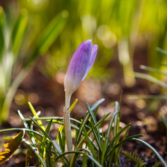 Beautiful purple and white crocus flowers in spring garden. Growing early-flowering bulbs in the garden