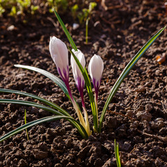 Purple flower of crocus, plural crocuses is a genus of flowering plants in the iris family.  Beautiful purple crocuses in spring garden