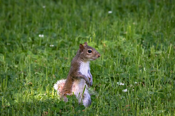 Grey Squirrel in natural habitat park in Georgia.