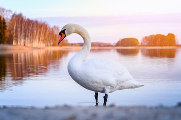 Beautiful white swan swimming in the lake during colourful sunrise