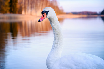 Naklejka na ściany i meble Beautiful white swan swimming in the lake during colourful sunrise