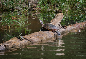 Yellow Bellied Slider Turtle at Okefenokee wetlands swamp in Georgia.