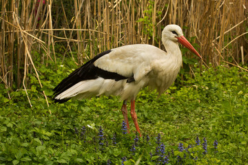 The white stork (Ciconia ciconia).
