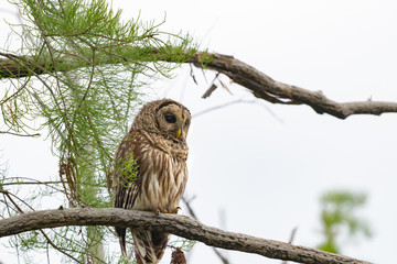 Barred Owl sitting on branch in Okefenokee swamp habitat in Georgia.