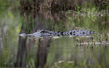 American Alligator in water at Okefenokee swamp habitat in Georgia.