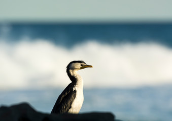 Cormorant by the sea