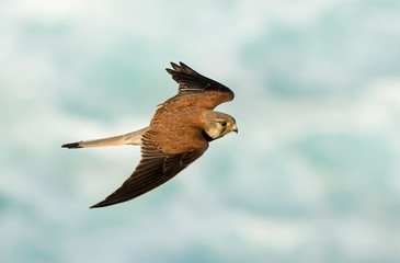 Flying  Kestrel