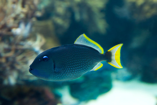 The gilded triggerfish or blue-throated triggerfish (Xanthichthys auromarginatus).