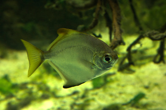 Silver moonyfish, silver moony, butter bream, diamondfish (Monodactylus argenteus).