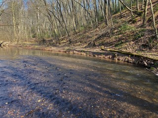 Clear water of forest stream