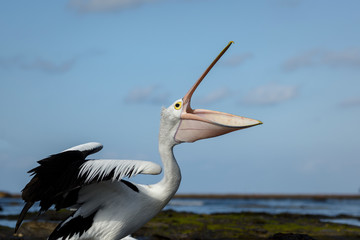 Fototapeta na wymiar Pelican on the beach, Australia