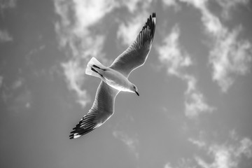 Black and white photo of a flying seagull over the ocean, Sydney Australia