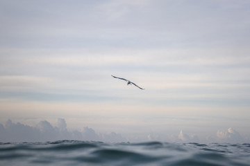Flying Seagull, Byron Bay Australia