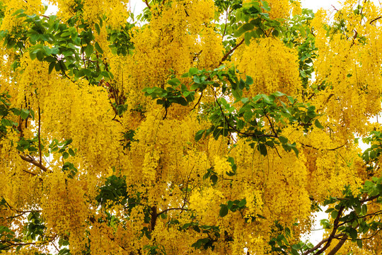 Cassia fistula, Golden Shower Tree.