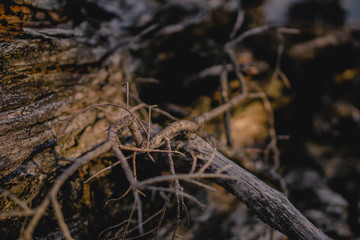 &Auml;ste einer Latschenkiefer oder Bergkiefer