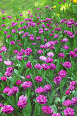 Beautiful tulips in the spring garden on a Sunny day