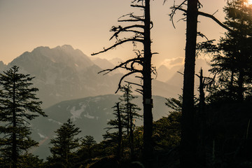 Abendsonne im Karwendel mit Bäumen im Vordergrund und den Gipfeln im Hintergrund