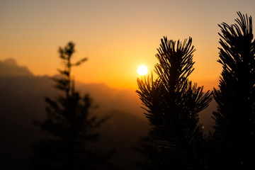 Sonnenuntergang hinter den Bergen der Alpen durch die den Zweig einer Bergkiefer oder Latschenkiefer