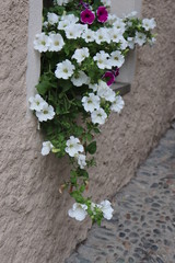 Dipladénia blanc appelé Jasmin du Brésil