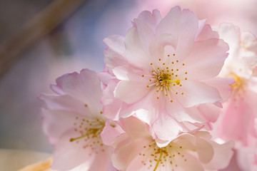 Pink spring flowering tree plum cherry