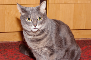 British Shorthair Cat