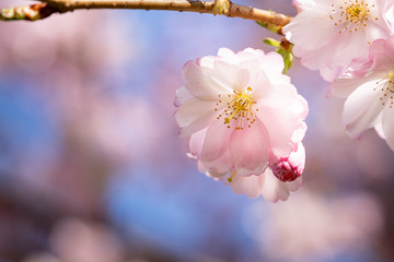 Pink spring flowering tree plum cherry