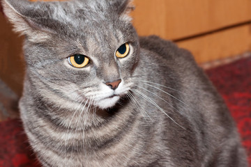 scared gray tabby cat sits near the closet