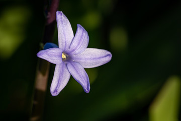 Purple Spanish bluebell hyacinth
