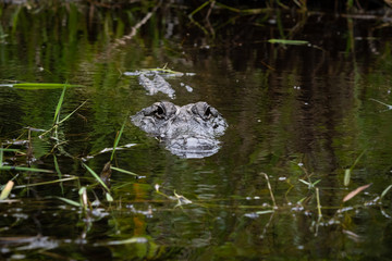 American Alligator at Okefenokee Swamp land in Georgia.