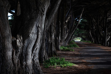 Old Cedar trees, Mornington Peninsula