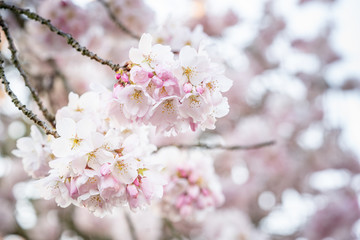 Pink spring flowering tree plum cherry